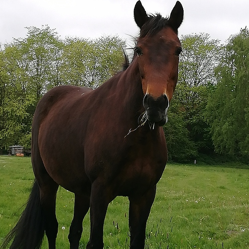 IMG_20190501_194052_013