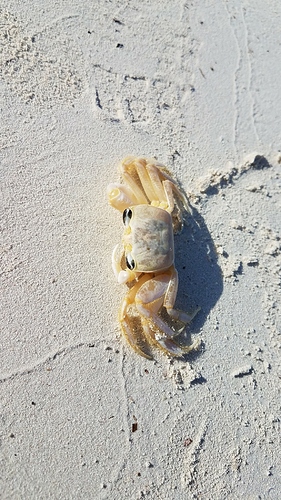 Aruba%20crab