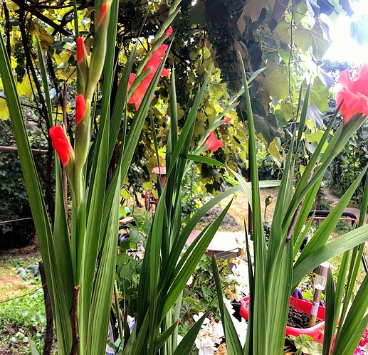 106719567_2664081620533117_9187120019166649768_o