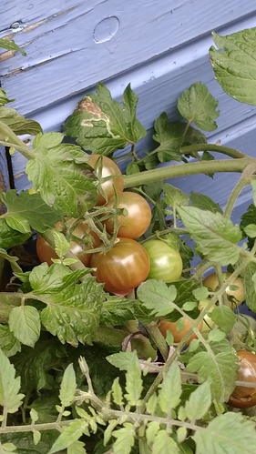 Tomaten5A