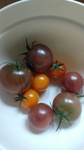 Tomaten4A