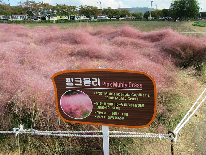 pinkmuhlygrass