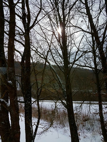 Snow%20Trees