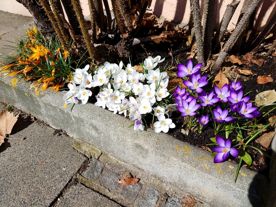 flowers