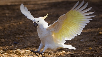 white%20cockatoo