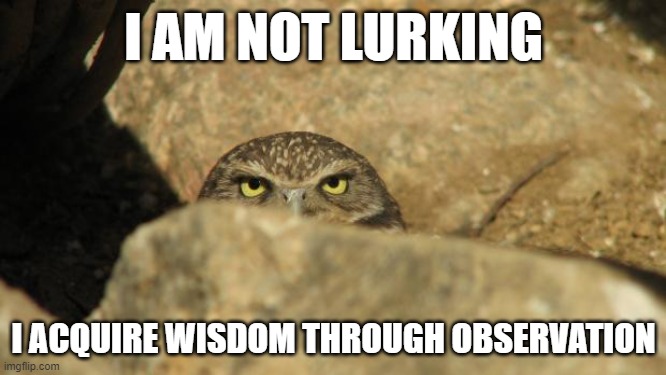 lurk